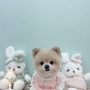 디어마이몽 이미지