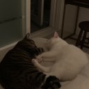 그루밍 호찌 이미지