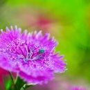 아침의 향기 이미지