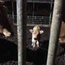 음메소농장 이미지