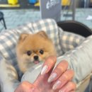 또왕뒷고기 이미지