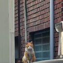 수년째 나만보면 고양이 밥주지말라는 고양이 포비아 이미지