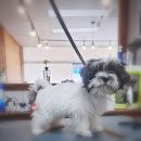 도그트리 이미지