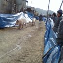 웅담2리 이미지