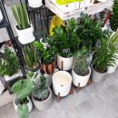 트레졸리 이미지