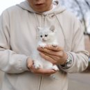 미니펫 강아지분양 고양이분양 부천점 이미지