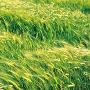 보리&보리 이미지