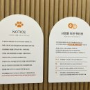 퀸 애견 이미지