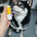 제이디바이오 | 강아지 신장 영양제 추천, 리틀포우 트리플 바이오 컴플리트 (feat. 시바견 하루의 장 건강 비결)