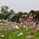 코스모스가든 이미지