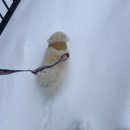 지지묭 | 천안애견미용｜지지묭, 자연스러운 포메 미용 맛집 내돈내산 후기