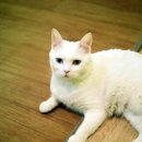 고양이다락방 이미지