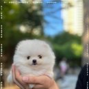 바른펫