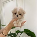 퍼피얌 그루밍 이미지