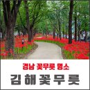 어방녹지대 | 경남 꽃무릇 김해에도 있어요 !!! ( 어방완충녹지대 )