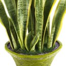 식물로부터 이미지