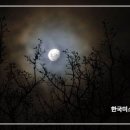 ♣4519번째 한국미소문학 아침편지(여지도 없이 - 정상원 시인) 이미지