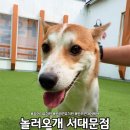 [서울] 강아지 유치원 , 강아지 데이케어 : 놀러오개 서대문점 데이케어 내돈내산 후기🐶