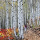 자작나무 이미지