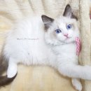 블루랙돌 이미지