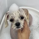 포그나개 이미지