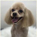 루원시티독 이미지