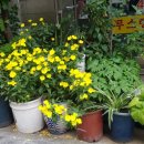 수정세탁소 이미지