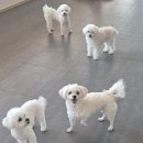 라인하트 애견호텔 유치원 이미지