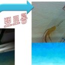 철든인삼