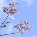 오동나무 이미지