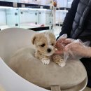 바나개 강아지 고양이 마포점 이미지