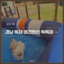 힐링독 반려견센터 | 경남 독채 애견펜션 독독채 후기, 잔디마당과 수영장에서 힐링 제대로