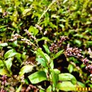 가을 하늘의 파란색 천연염료 쪽풀(polygonum indigo) 이미지