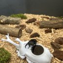 연수원로 | 장수풍뎅이 인공먹이구 - 라바인섹트컴퍼니 Vittle 신제품 안내 테스터 모집