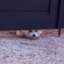 udogpia 유독피아 이미지