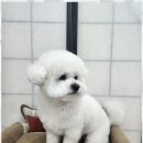 예쁘개 이미지