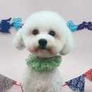 빠찌애견 이미지