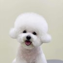 몽몽살롱 네이버블로그