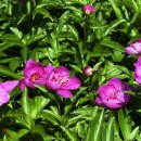 청남농원 이미지