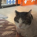 21세기랜드 | journal | 경제신문읽기 사전투표완료 톤랜드 가죽다이어리