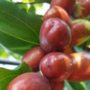 보은농장 이미지