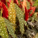 색다른 종류의 베고니아..Polka dot Begonia(Begonia Maculata) 이미지