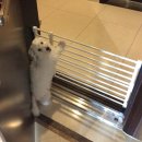 올리브 애견 이미지