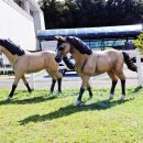 제주한라대학교 마사학부 실습승마장 이미지