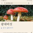컨페티(confetti)