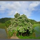 꽃피는 풍경 이미지