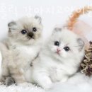 바우홀릭 강아지고양이분양 잠실점 | 수원 세류동 강아지분양 바우홀릭 강아지고양이분양 수원점 가격 위치