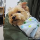 도그바라기 이미지