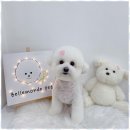 즐거운애견미용실 이미지