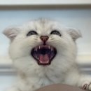 야옹아 멍멍해봐(조례호수점) 이미지